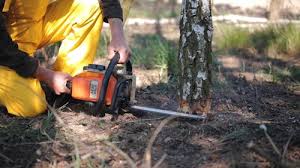 Best Tree Mulching  in Lac Du Flambeau, WI